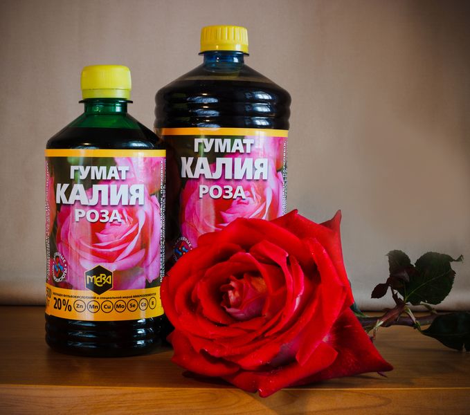 Формирование бутонов роз и хризантем. От появления до раскрытия цветка