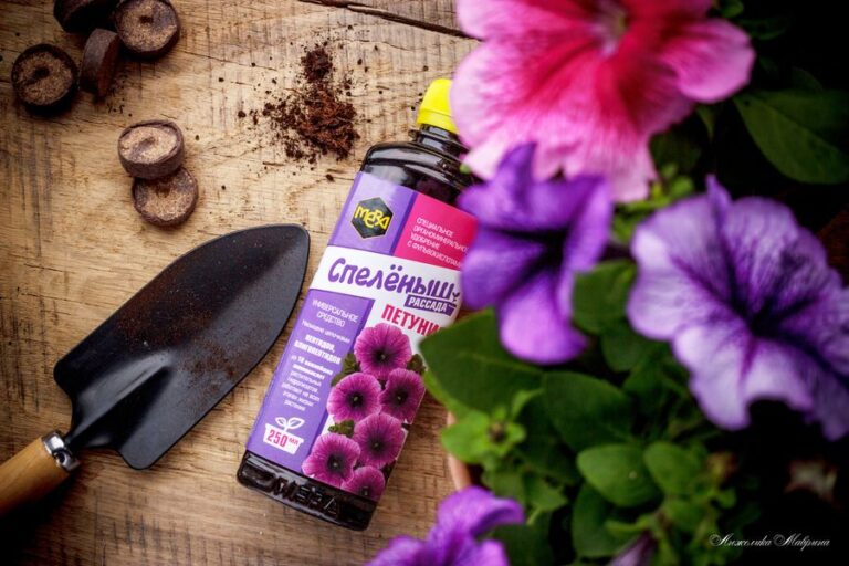 Уход за всходами петунии в первые недели. Самый ответственный период выращивания