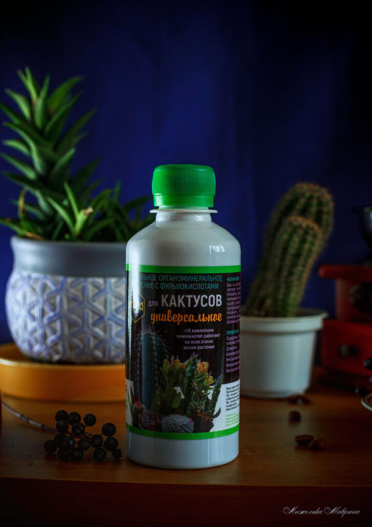 Выращивание алоэ вера дома без лишних проблем