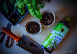 Хитрые советы по уходу за бахчевыми культурами зимой в домашних условиях